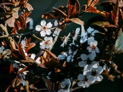 КинекО Казино Мобилно приложение